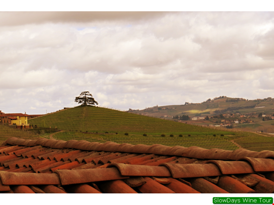 Tour dei vini delle Langhe in autonomia Alba